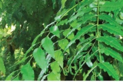 Gỏi sầu đâu khô cá sặc: Đặc sản 'đắng trước ngọt sau' hút khách miền Tây