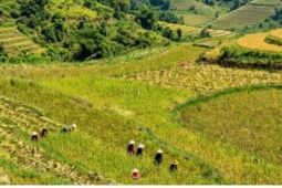 Du khách đắm mình giữa bản làng Pù Luông bình yên mùa lúa chín