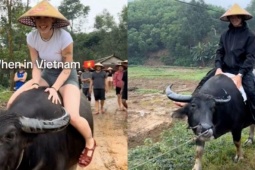 Du khách Tây đua nhau chia sẻ về trải nghiệm cưỡi trâu ở Việt Nam