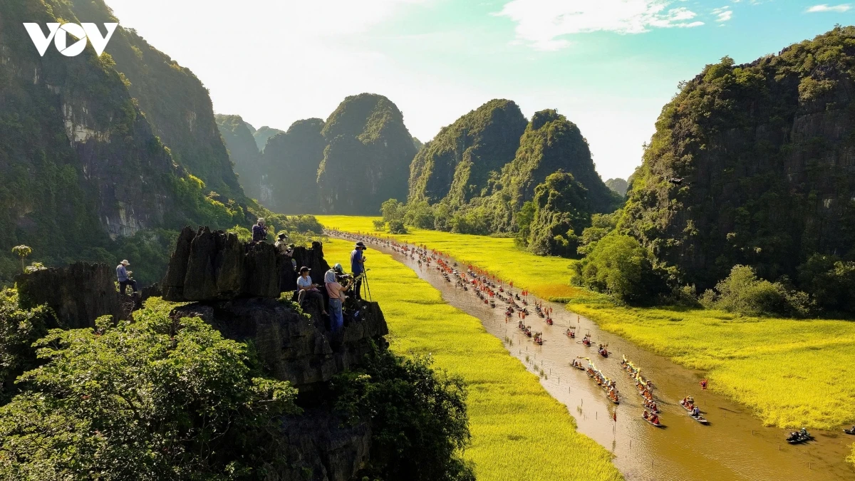 Du khách trải nghiệm mùa vàng trên dòng sông Ngô Đồng, Ninh Bình