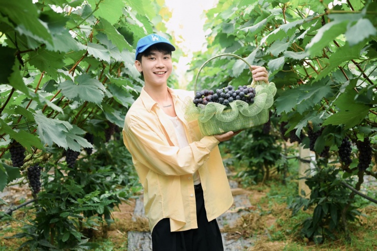Anh Toán trải nghiệm hái và thưởng thức nho tại vườn ở Bắc Ninh