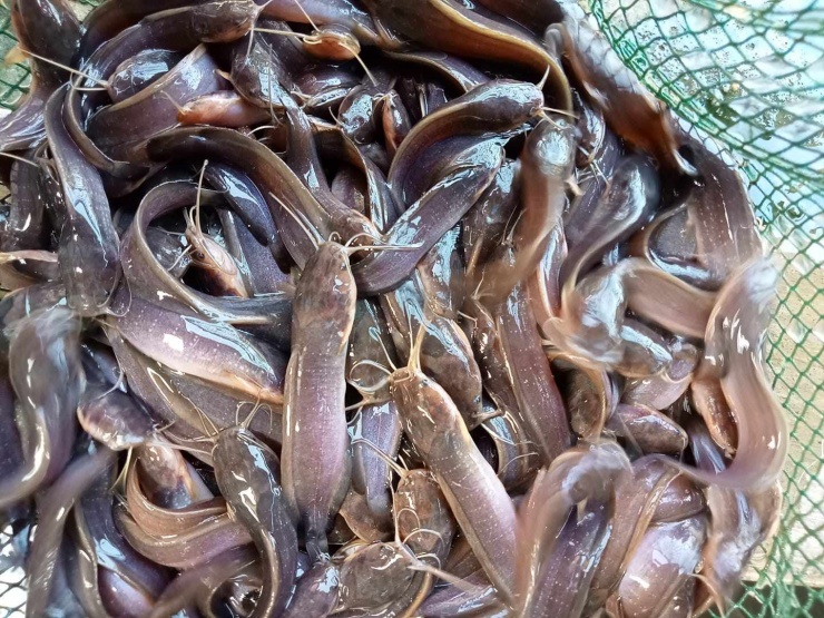 Cá trê lai được lai tạo giữa cá trê phi (Clarias gariepinus) đực và cá trê vàng (Clarias macrocephalus) cái. Loài cá này được nghiên cứu thành công tại Thái Lan vào năm 1988 và du nhập vào Việt Nam từ năm 1990. Ảnh: traigiongf1