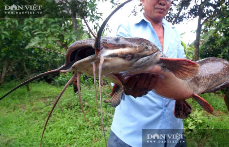Người dân TP Vị Thanh, tỉnh Hậu Giang (nay là TP Cần Thơ) từng bắt được con cá trê dài cả mét, nặng tới 8kg ở ruộng lúa. Ảnh: Dân Việt
