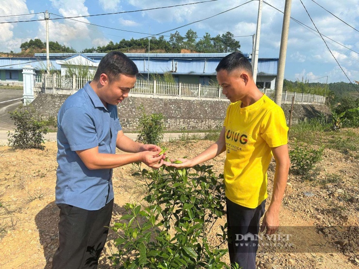 Anh Hoạt (áo vàng) chia sẻ sự phát triển cây dành dành với cán bộ Hội Nông dân xã. Ảnh: Hoàng Tính