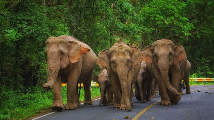 Đàn voi châu Á ở Phetchaburi. (Ảnh:&nbsp;Jan Schmidt Burbach)