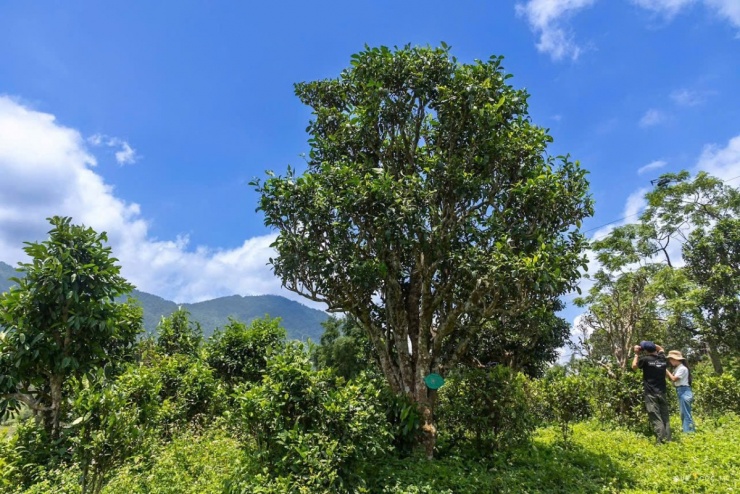 4 trải nghiệm mùa hè nên thử ở Thái Nguyên - 7