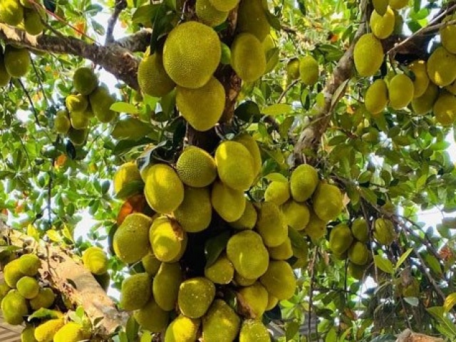 Cây mít ở Đà Nẵng quả mọc chi chít, chủ nhà đếm được gần 400 trái