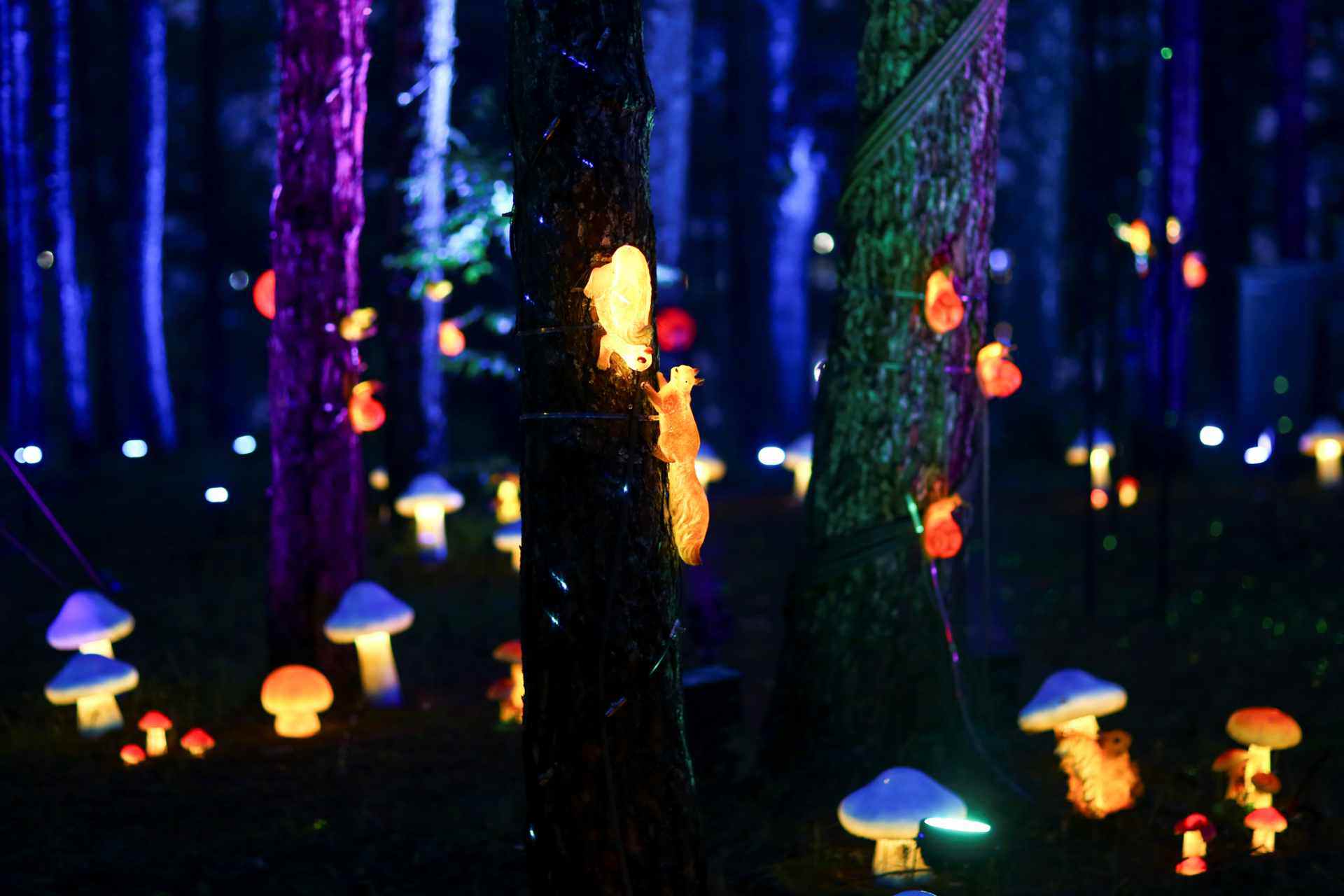Delight Park Đà Lạt: Mang hồ Than Thở trở lại trong sắc hoa và ánh sáng - 29