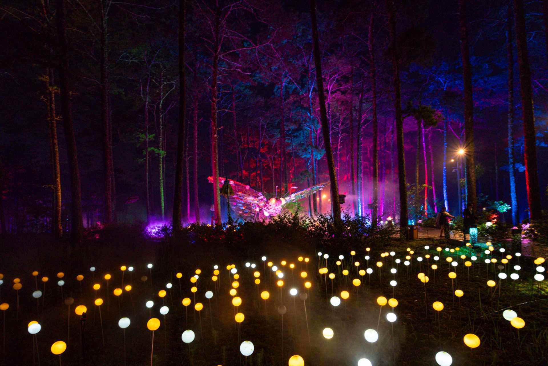 Delight Park Đà Lạt: Mang hồ Than Thở trở lại trong sắc hoa và ánh sáng - 37