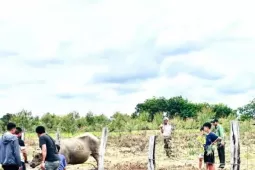 Bắn thuốc mê khống chế trâu 'điên' tấn công nhiều người