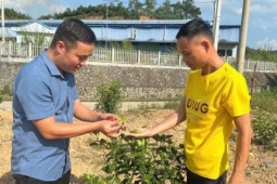 Sang tận Trung Quốc"tầm sư", một người Lạng Sơn mang cây cho ra quả vàng ươm về trồng, hứa hẹn thu tiền tỷ
