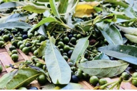 Trái rừng tí hon giá 300.000 đồng/kg được dân thành thị lùng mua