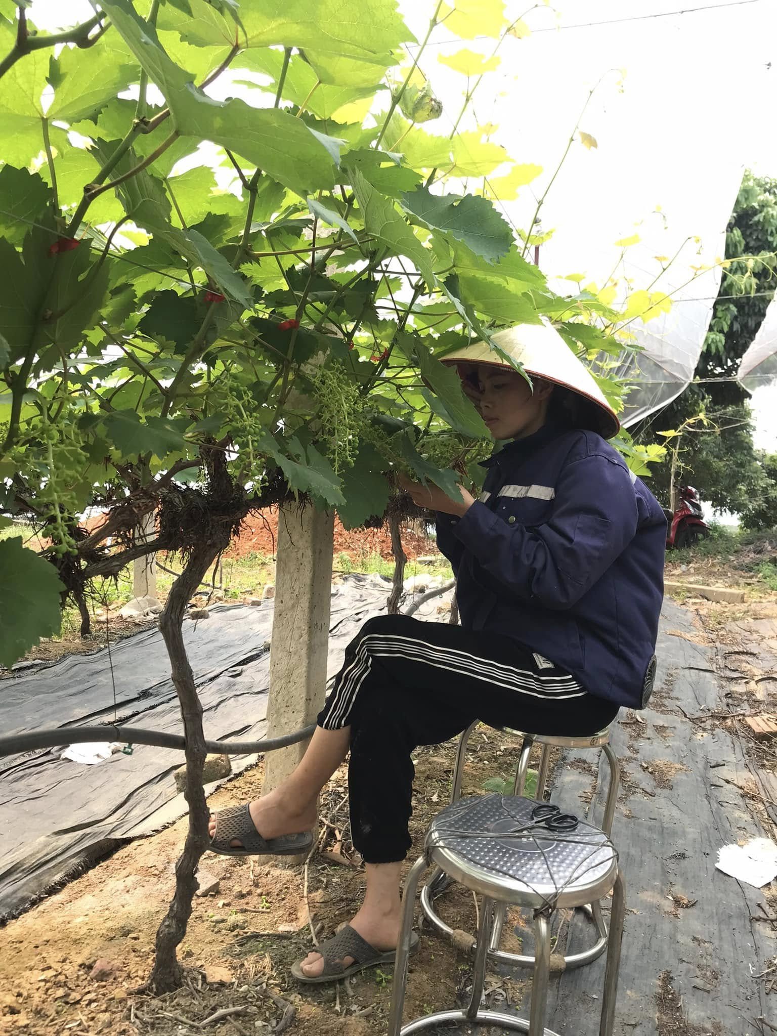 Những gốc nho được chăm sóc tỉ mỉ, đảm bảo mùa vụ năng suất
