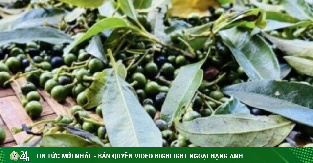 Trái rừng tí hon giá 300.000 đồng/kg được dân thành thị lùng mua