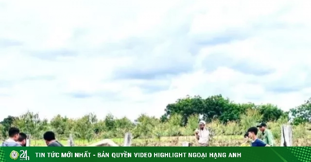 Bắn thuốc mê khống chế trâu 'điên' tấn công nhiều người