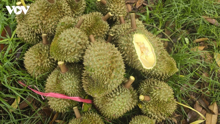 Sầu riêng được thợ cắt thử độ đạt trước khi hái
