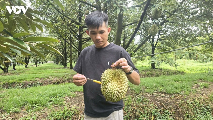 Anh Võ Quốc Thành thử cho phóng viên nghe về tiếng gõ sầu riêng&nbsp;