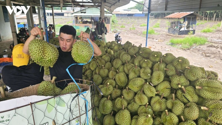 Tại điểm tập kết, sẽ có người phân loại sầu riêng để thẩm định lại những trái đạt và còn non