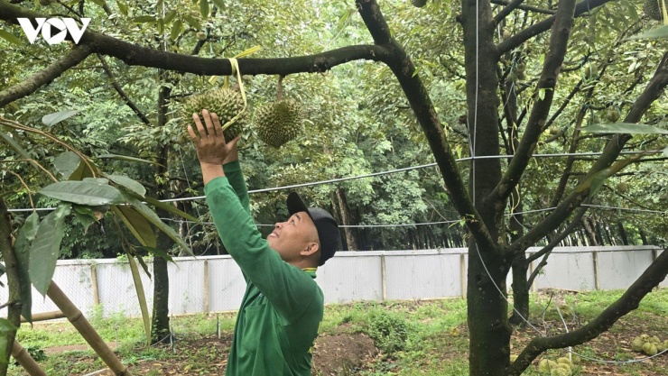 Anh&nbsp;Huỳnh Văn Khanh cắt những trái sầu già&nbsp;