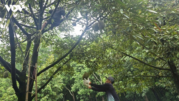 Sự phối hợp ăn ý của "cặp bài trùng" gồm thợ cắt trên cây và thợ chụp dưới đất trong lúc thu hoạch sầu riêng