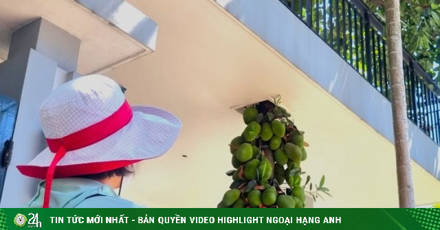 CLIP: Cây mít mọc xuyên mái nhà ở Đà Nẵng, quả 'chen chúc' từ tầng 1 lên tầng 2