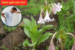 Tin tức sức khỏe - Loài cây mọc hoang bờ bụi, nay được nhiều nam giới mắc phì đại tiền liệt tuyến săn tìm