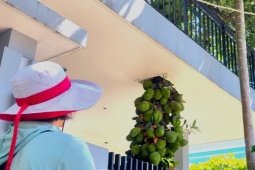 CLIP: Cây mít mọc xuyên mái nhà ở Đà Nẵng, quả 'chen chúc' từ tầng 1 lên tầng 2