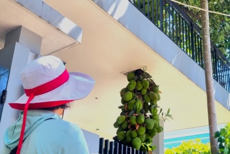 CLIP: Cây mít mọc xuyên mái nhà ở Đà Nẵng, quả 'chen chúc' từ tầng 1 lên tầng 2