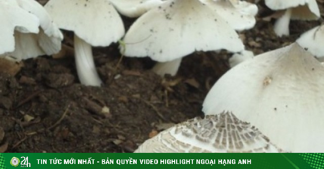 Đắt hơn thịt bò, loại nấm mối tự nhiên có giá hơn 1 triệu đồng/kg