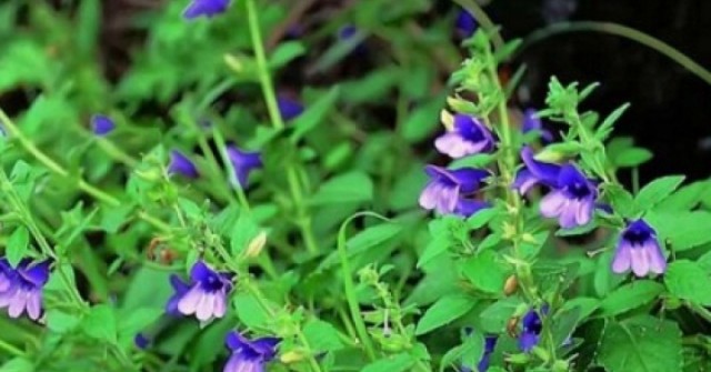 Cây thuốc dưỡng gan, bổ tim cực sẵn ở Việt Nam nhưng ít người biết tận dụng