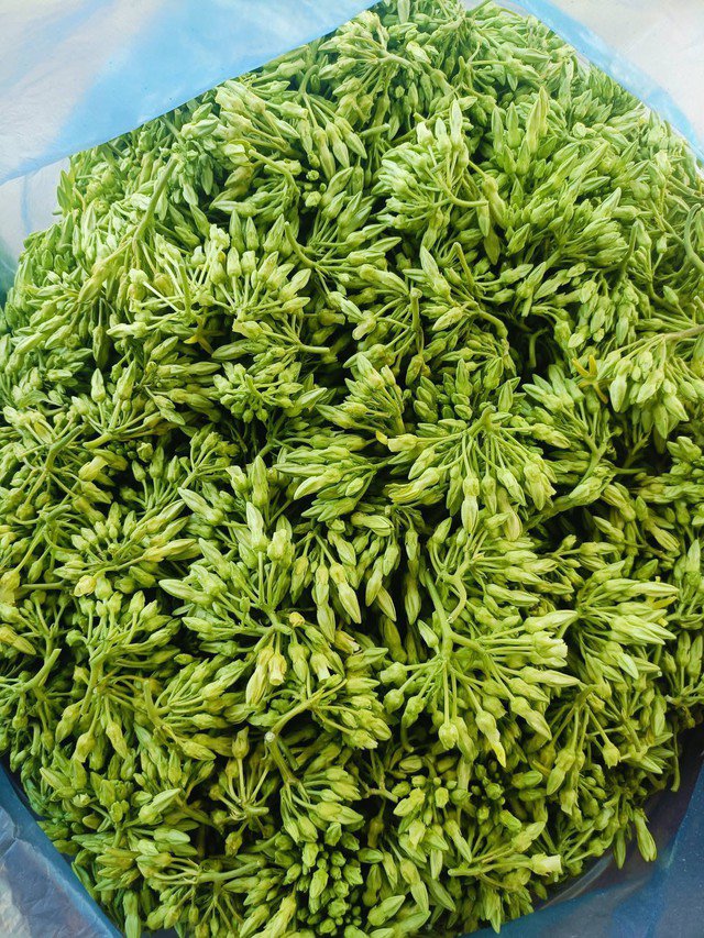 Hoa thiên lý vào ngày hè được nhiều người chuộng. Ảnh: Hà My