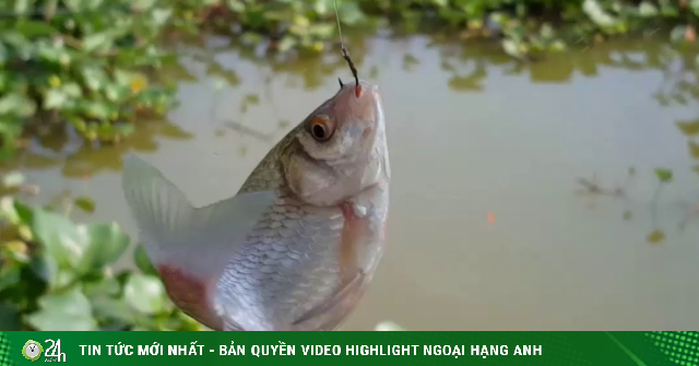 Loại cá dân dã bán nhiều ở chợ quê, giàu canxi và sắt nhưng giá chỉ vài chục nghìn đồng/kg