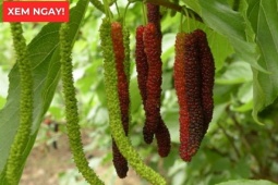 Tin tức sức khỏe - Loại quả vào mùa chín rộ bán đầy chợ hóa ra là “báu vật” giúp xương khớp dẻo dai ít người biết