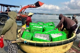 Biển mở lộc, cá cơm trắng bờ