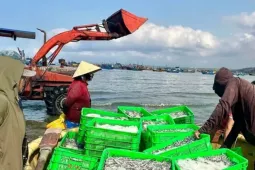 Biển mở lộc, cá cơm trắng bờ