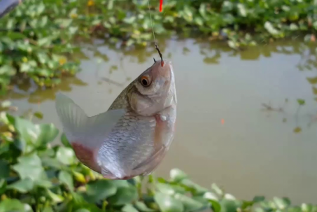 Loại cá dân dã bán nhiều ở chợ quê, giàu canxi và sắt nhưng giá chỉ vài chục nghìn đồng/kg