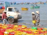 Biển mở lộc, cá cơm trắng bờ