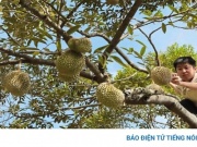 Độc lạ nghề "gõ sầu riêng", thu nhập tới 60 triệu đồng/tháng