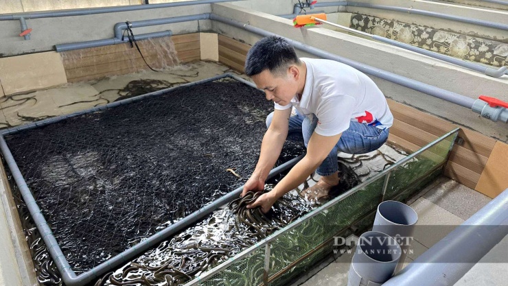 Nhờ am hiểu kỹ thuật và đam mê nông nghiệp, anh Cường đã nuôi lươn không bùn thành công, hiệu quả kinh tế cao. Ảnh: Ngọc Vũ.