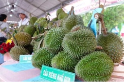 Nói thẳng lý do giá sầu riêng vừa chạm đỉnh đã rơi xuống đáy