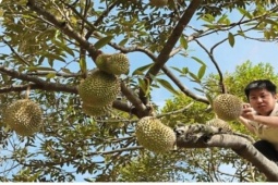Độc lạ nghề "gõ sầu riêng", thu nhập tới 60 triệu đồng/tháng