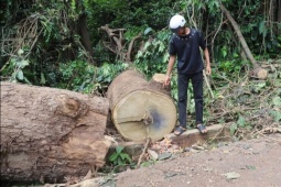 Cây cổ thụ 100 năm tuổi ngã đổ, đè trúng người