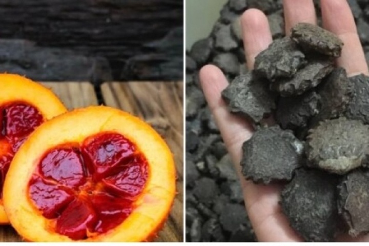 Vì sao hạt gấc từng bị bỏ đi nay được các thương lái săn lùng?
