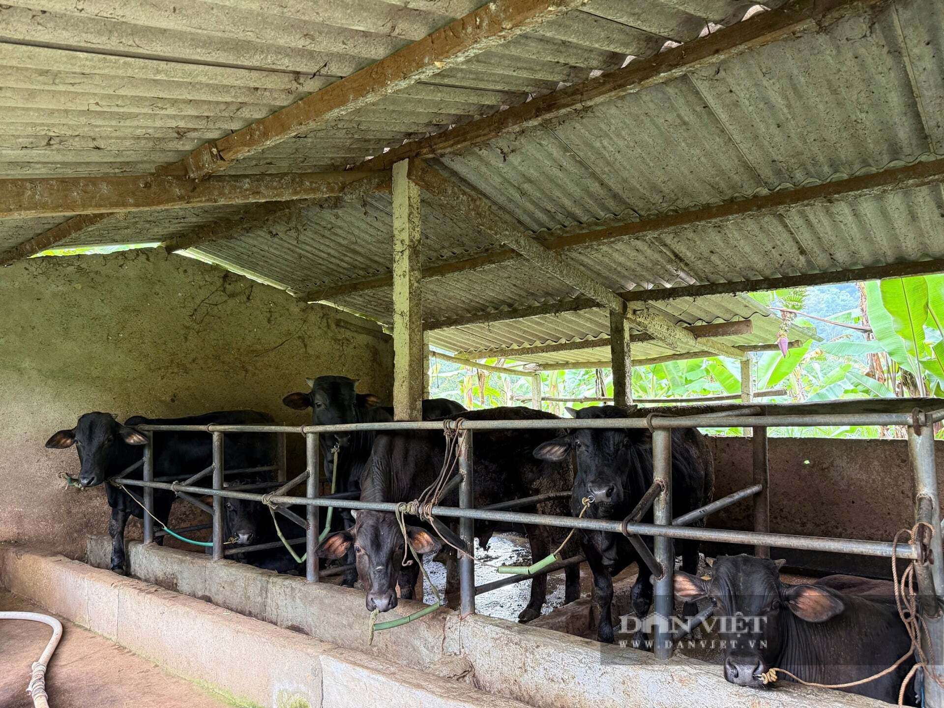 Ngoài trồng chuối, anh Thuận còn nuôi hơn 15 con bò sinh sản, tận dụng thân và lá chuối làm thức ăn để giảm chi phí chăn nuôi, nâng cao hiệu quả kinh tế.