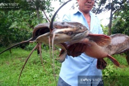 Không ngờ cá trê dễ mua, hay được phóng sinh lại là hiểm hoạ cho hệ sinh thái và nguồn lợi thủy sản