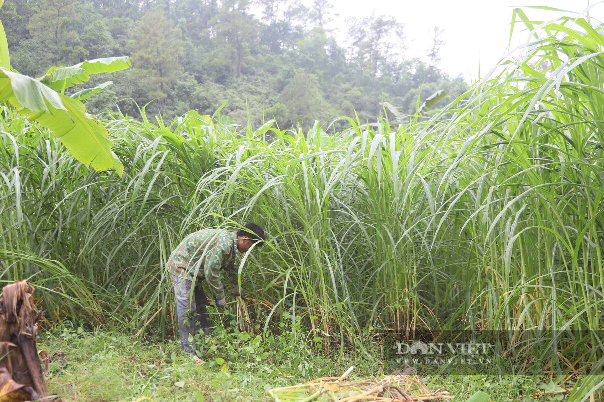 Ngoài trồng chuối, anh Thuận còn nuôi hơn 15 con bò sinh sản, tận dụng thân và lá chuối làm thức ăn để giảm chi phí chăn nuôi, nâng cao hiệu quả kinh tế.