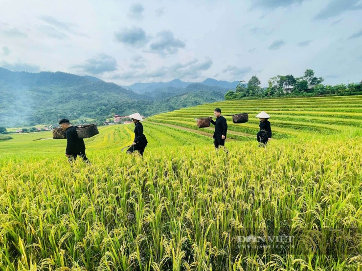 Những thửa ruộng bậc thang tại xã Cao Minh không chỉ đẹp tự nhiên, trong lành mà còn thu hút bởi chính những sinh hoạt thường nhật của các cư dân bản địa. Ảnh: Chiến Hoàng