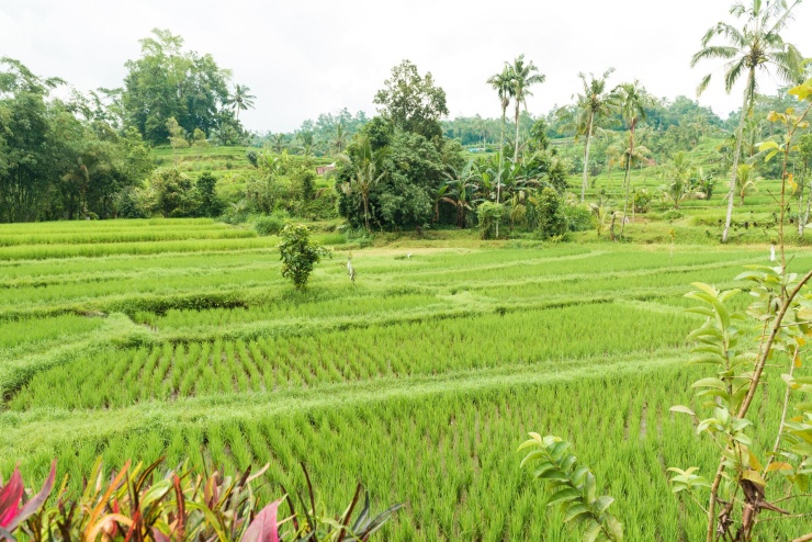 Nghe tin cháu về nghỉ hè, tôi đã dọn dẹp căn phòng có cửa sổ lớn nhìn ra cánh đồng để cháu ởẢnh minh họa: Freepik