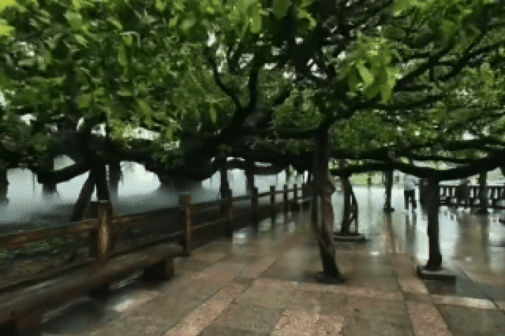 'Vua cây đa' khiến du khách như lạc vào rừng cổ tích