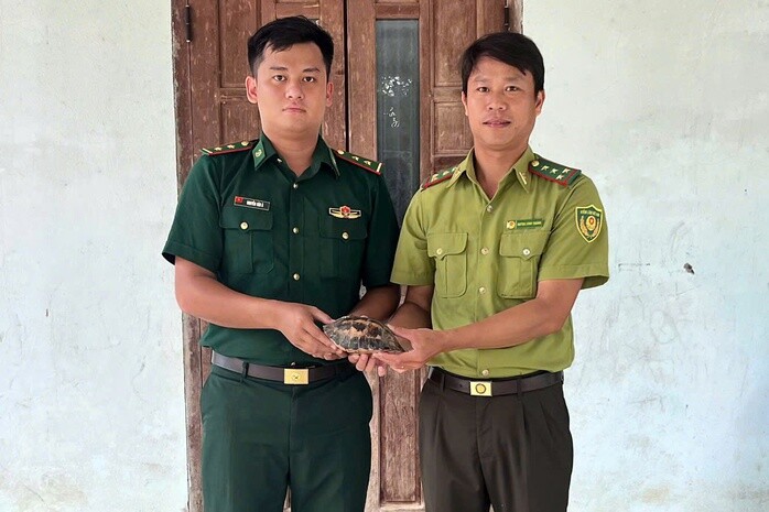 Bàn giao cá thể rùa đến cơ quan chức năng để chăm sóc, thả về với thiên nhiên.